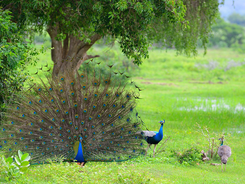 Peacock